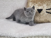 Photo №1. british shorthair - for sale in the city of Антверпен | Is free | Announcement № 115063