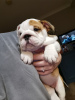 Photo №2 to announcement № 118109 for the sale of english bulldog - buy in Germany private announcement, breeder