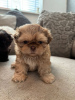 Photo №2 to announcement № 103514 for the sale of shih tzu - buy in Germany private announcement