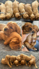 Photo №1. english cocker spaniel - for sale in the city of Brussels | negotiated | Announcement № 119850