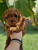 Photo №2 to announcement № 81867 for the sale of poodle (toy) - buy in Serbia 