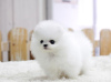 Photo №1. pomeranian - for sale in the city of Münster | 317$ | Announcement № 42339