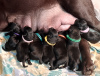 Photo №2 to announcement № 123505 for the sale of labrador retriever - buy in Russian Federation breeder