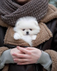 Photo №2 to announcement № 119485 for the sale of pomeranian - buy in Germany private announcement