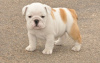 Photo №1. english bulldog - for sale in the city of Дублин | 264$ | Announcement № 117829