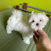 Photo №1. maltese dog - for sale in the city of Paris | negotiated | Announcement № 120643