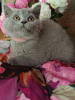 Photo №1. british shorthair - for sale in the city of Narol | 2113$ | Announcement № 106073