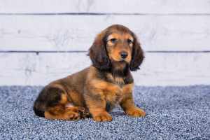 Photo №2 to announcement № 2450 for the sale of dachshund - buy in Russian Federation from nursery, breeder