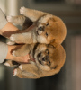 Photo №1. shiba inu - for sale in the city of Minsk | negotiated | Announcement № 125864