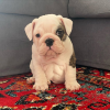 Photo №2 to announcement № 11439 for the sale of english bulldog - buy in France breeder