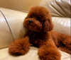 Additional photos: Toy Poodle, puppies available