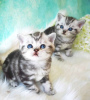 Photo №1. british shorthair - for sale in the city of Fedorovka | negotiated | Announcement № 64742