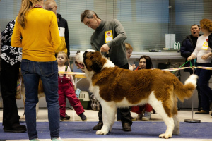 Photo №1. Mating service - breed: st. bernard. Price - negotiated