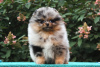 Photo №1. non-pedigree dogs - for sale in the city of Ларошетт | 634$ | Announcement № 70997