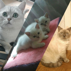 Additional photos: Kittens