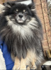 Photo №2 to announcement № 35654 for the sale of german spitz - buy in Russian Federation from nursery