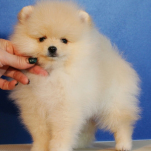 Photo №2 to announcement № 1628 for the sale of pomeranian - buy in Russian Federation private announcement