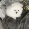 Photo №4. I will sell pomeranian in the city of Leipzig. private announcement - price - 380$