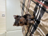 Photo №4. I will sell yorkshire terrier in the city of Brest. private announcement - price - 264$