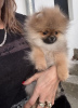 Additional photos: Pomeranian, purebred puppies