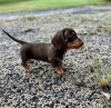 Photo №4. I will sell non-pedigree dogs in the city of Munich. private announcement, breeder - price - 423$