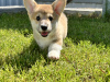 Additional photos: Pembroke Welsh Corgi puppies