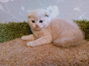 Photo №4. I will sell scottish fold in the city of St. Petersburg.  - price - 282$