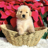 Photo №4. I will sell golden retriever in the city of Munich. private announcement, from nursery - price - 1000$