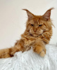 Photo №2 to announcement № 103702 for the sale of maine coon - buy in Germany breeder