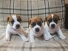 Photo №1. jack russell terrier - for sale in the city of Omsk | 399$ | Announcement № 10074