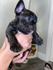Photo №3. Beautiful French Bulldog puppies. United States