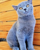 Additional photos: British shorthair