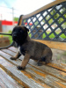 Additional photos: Belgian Shepherd puppies