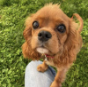 Photo №2 to announcement № 103391 for the sale of cavalier king charles spaniel - buy in United States from nursery, breeder