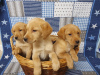 Photo №3. Labrador Retriever puppies.. Belgium