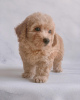 Photo №3. TOY POODLE. United States