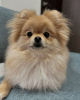 Photo №1. pomeranian - for sale in the city of Santa Cruz de la Sierra | negotiated | Announcement № 118914