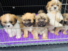 Additional photos: Lhasa Apso-puppy's