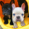 Photo №4. I will sell french bulldog in the city of Potsdam. private announcement - price - 380$