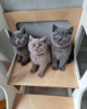 Photo №1. british shorthair - for sale in the city of Tallinn | Is free | Announcement № 119394