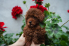Additional photos: Red toy and dwarf poodles