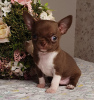 Additional photos: Chihuahua Chocolate Mini Boy