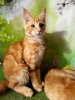 Photo №1. maine coon - for sale in the city of Ryazan | negotiated | Announcement № 18367