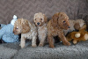 Photo №1. labradoodle - for sale in the city of Berlin | Is free | Announcement № 126981