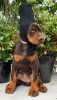 Photo №4. I will sell dobermann in the city of Vologda. from nursery - price - 1012$