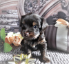 Photo №2 to announcement № 12170 for the sale of yorkshire terrier - buy in Russian Federation from nursery, breeder