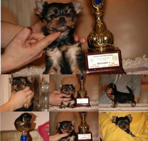 Photo №2 to announcement № 4993 for the sale of yorkshire terrier - buy in Poland private announcement