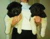 Photo №4. I will sell american akita in the city of Kramatorsk. from nursery - price - negotiated