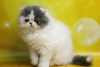 Photo №4. I will sell persian cat in the city of Kherson.  - price - 1000$