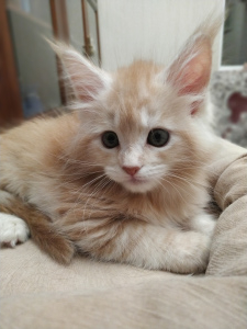Photo №4. I will sell maine coon in the city of Lugansk. from nursery - price - 500$